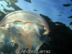 JELLY/JELLY by Andres Larraz 